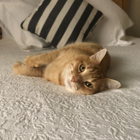 Cat on bed.png