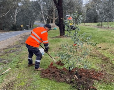 Tree planting